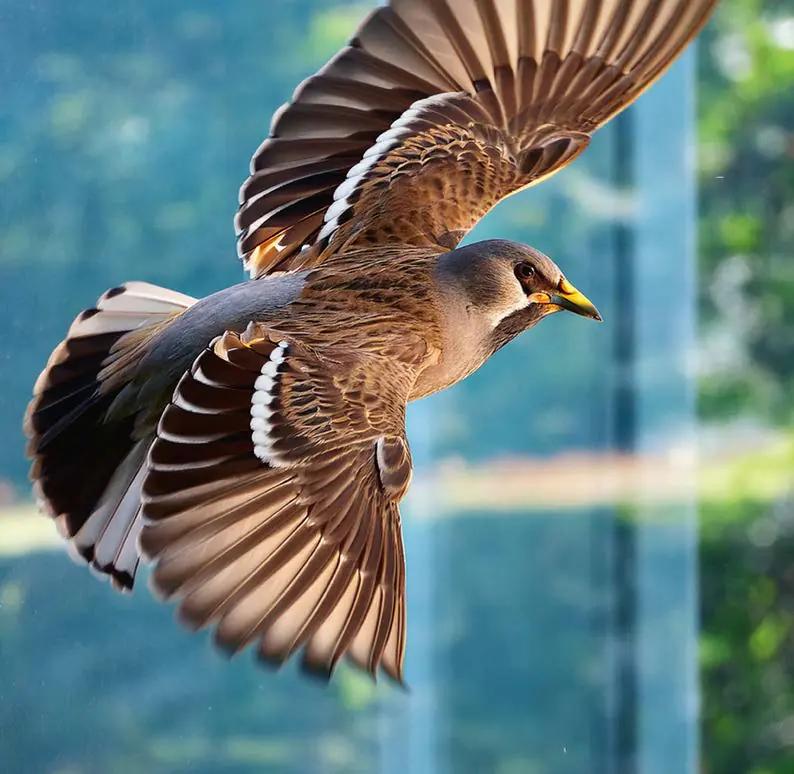 Vogelschutz
